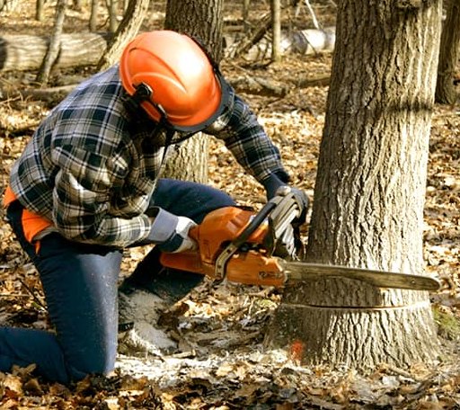 Tree Removal in Monroe Center, IL